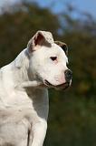 BOULEDOGUE AMERICAIN 333